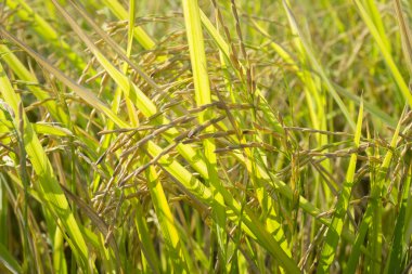 Pirinç alan tarlasında