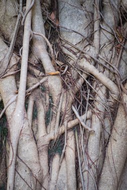 Kökleri ağaç arka plan ve duvar kağıdı