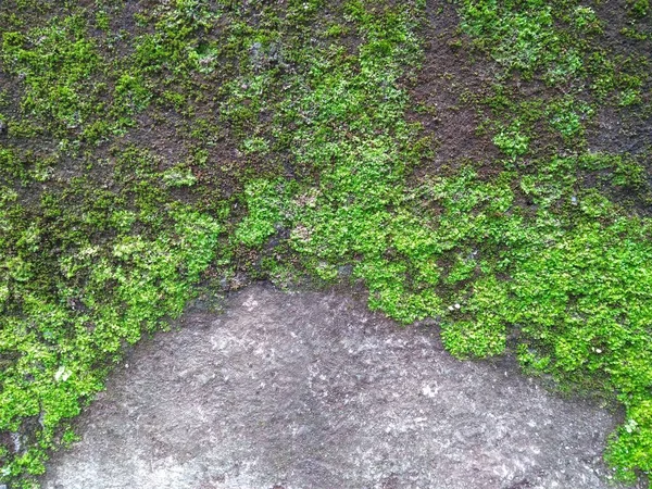 Φυσικό Πράσινο Φόντο Γρασίδι Τσιμεντένιο Τοίχο Close Φωτογραφία — Φωτογραφία Αρχείου