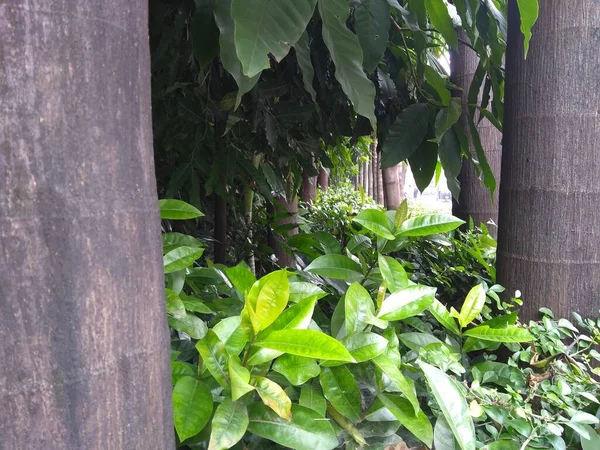 Architektoniczne Pole Krajobrazowe Zielonymi Liśćmi Kokosowym Drzewem — Zdjęcie stockowe
