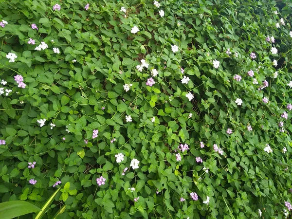 Árvore Flor Branca Com Folhas Verdes Perto Foto — Fotografia de Stock