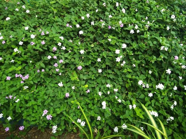 Arbre Fleurs Blanc Avec Feuilles Verdure Photo Rapprochée — Photo