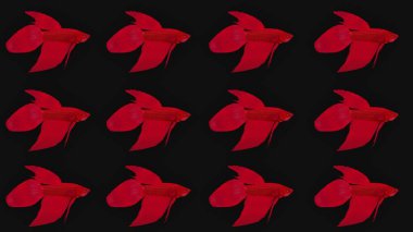 Siyah arka planda kırmızı betta balığı. 3 boyutlu kırmızı betta balığı..