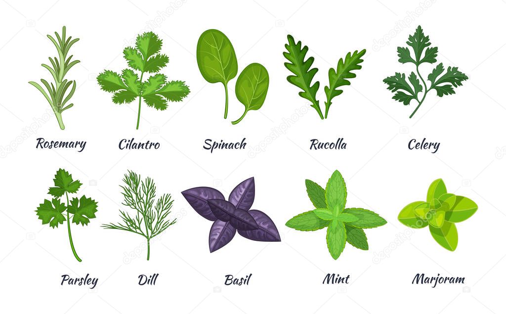 Culinary herbs set. Natural culinary herbs and spices for cooking, eating, food. Rosemary, cilantro, spinach, parsley, rucolla, celery, dill, basil, mint, marjoram vector
