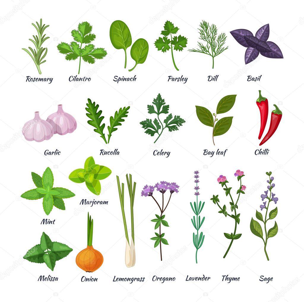 Culinary herbs set. Natural culinary herbs and spices for cooking, eating, food. Green eco-friendly clean fragrant herbs. Basil, cilantro, lavender, rucolla, lemongrass, mint, oregano, rosemary vector