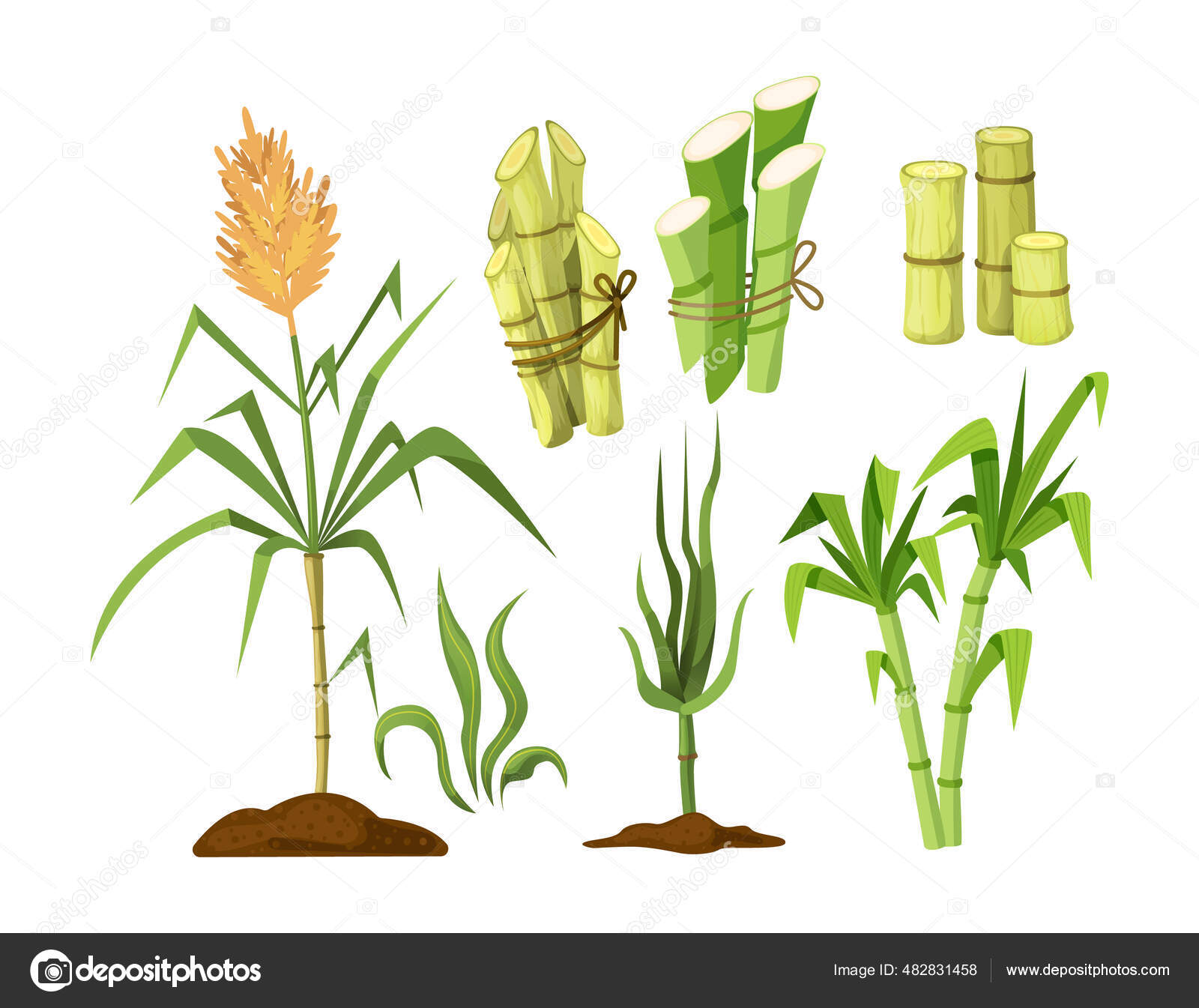 Fresh Cane Sugar Stem Leaf Plants Set Sugarcane Plants Cane Stock Vector by  ©ansvetas 482831458, image size:1600x1345