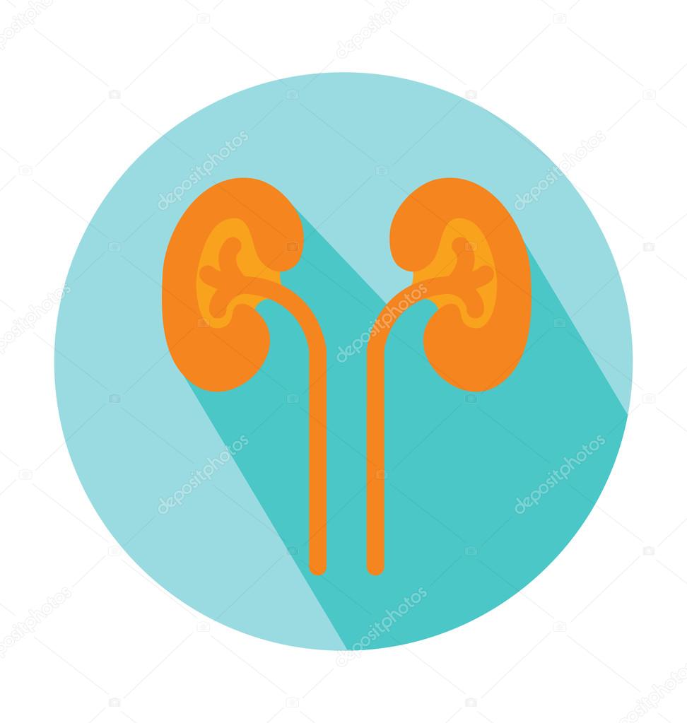 Kidneys Colored Vector Icon