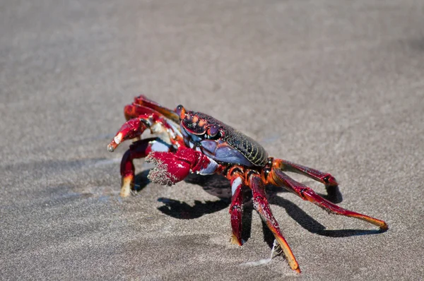 Red crab on the beach. — Stock Photo, Image