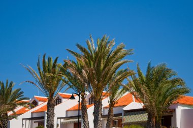 Beach resort side palm frounds ile .