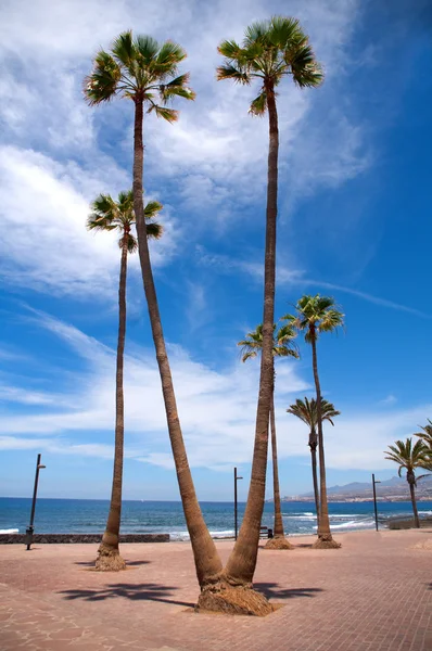 Palmen am Ufer des Atlantiks — Stockfoto