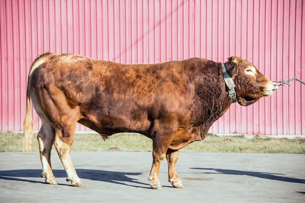 Ayrshire rasen bull Stockfoto