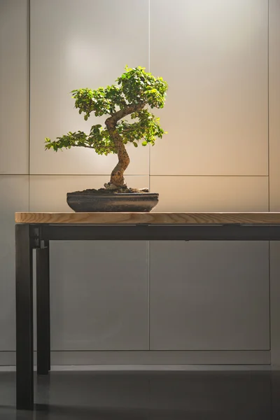 På bordet är en bonsaiträd i en keramisk gryta — Stockfoto