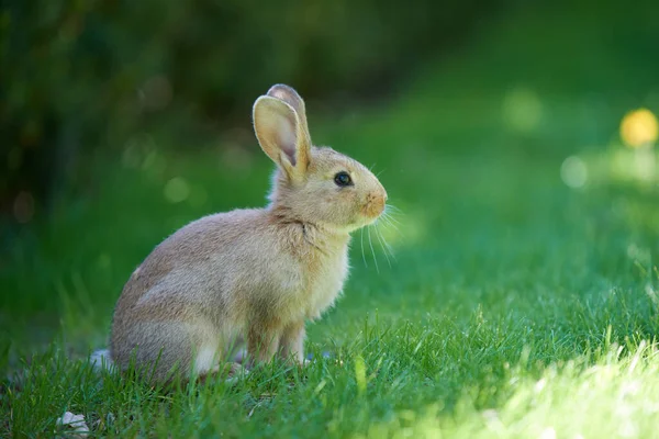 Grå Vild Baby Hare Står Sina Bakben Det Gröna Gräset — Stockfoto