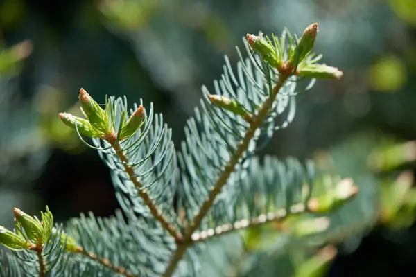 Nuevos Brotes Conos Abeto Primavera — Foto de Stock