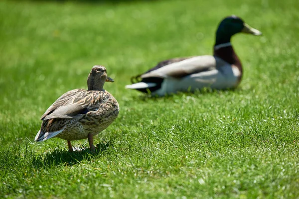 Couple Canards Sauvages Sur Herbe Verte — Photo