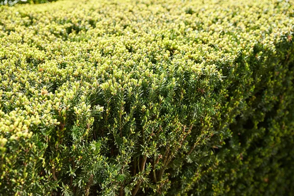 Arbusto Coníferas Evergreen Parque — Foto de Stock