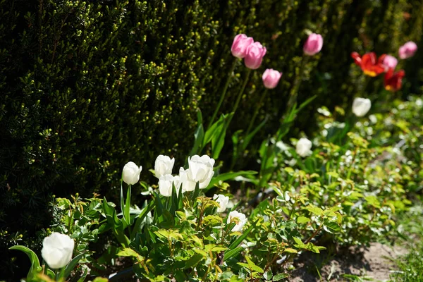 Lit Fleurs Tulipes Roses Dans Jardin Maison — Photo