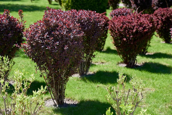 Arbusto Decorativo Agracejo Hierba Verde — Foto de Stock