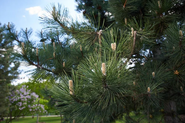 Brunki Pin Résineux Dans Forêt — Photo