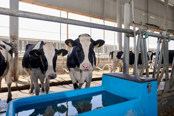 농장에 젖소들 — 스톡 사진