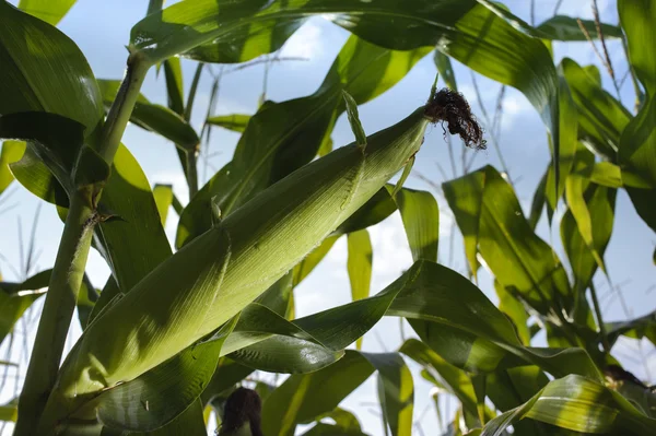 Pannocchia di mais giovane con reltsem al campo del contadino — Foto Stock