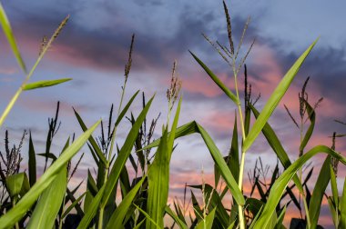 Leaves and tops of corn close up on a farmer's field on the background of the morning sky clipart