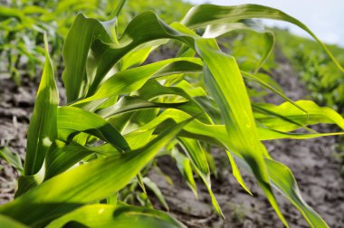 Young corn leaves close-up at the farmer's field. clipart