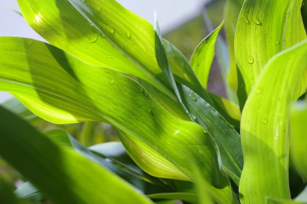 Молоде кукурудзяне листя крупним планом на полі фермера . — стокове фото