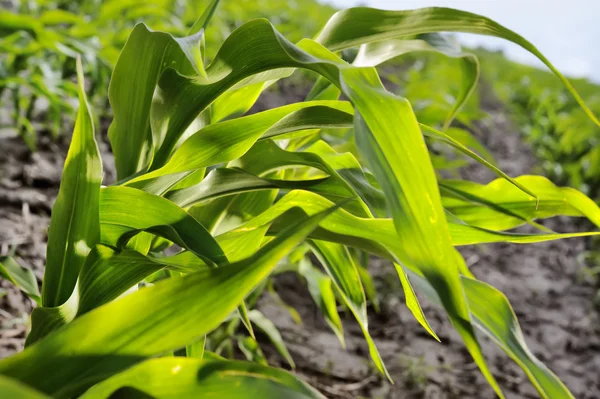 Hojas de maíz jóvenes de cerca en el campo del agricultor . — Foto de Stock