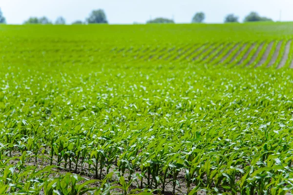 SPRUITEN rijen van jonge maïs op een boeren-veld. — Stockfoto