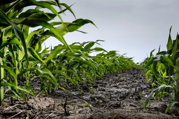 Jonge maïs vertrekt van de landbouwer veld close-up. — Stockfoto