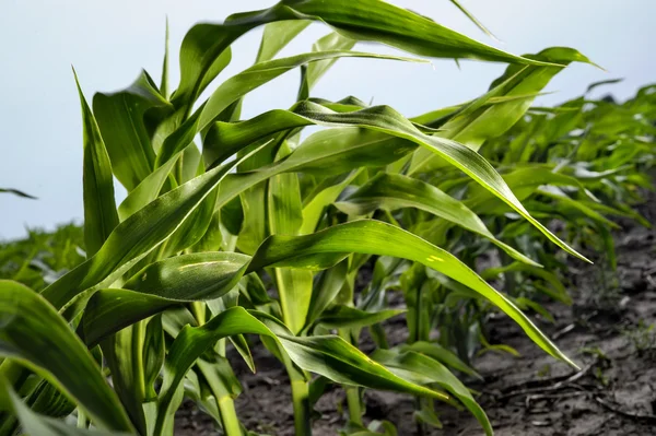 Молоде кукурудзяне листя крупним планом на полі фермера . — стокове фото