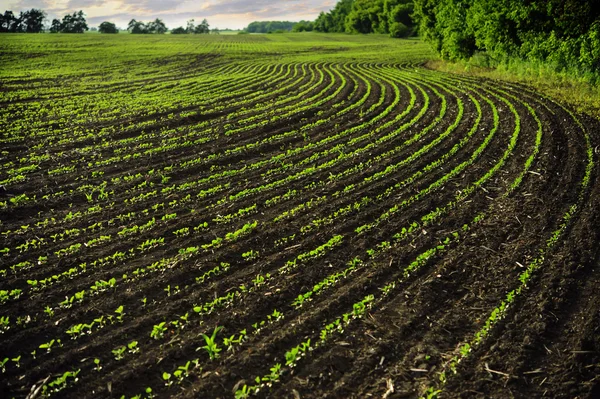 Hajtások sorok a gazdák mező: fiatal corn. — Stock Fotó