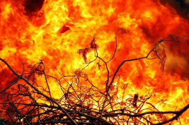 Flames in forest fires clipart
