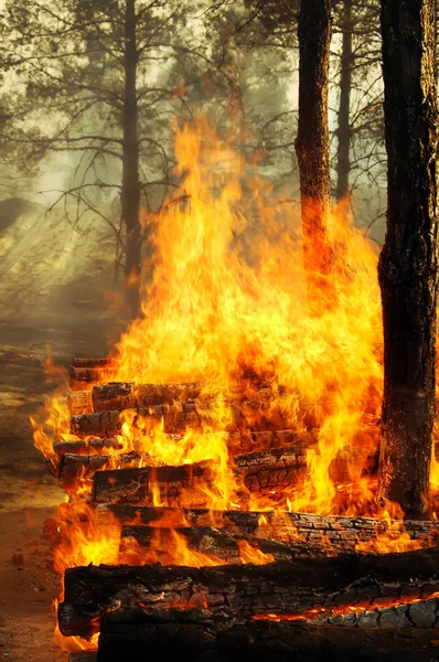 Brûler des arbres dans les feux de forêt — Photo