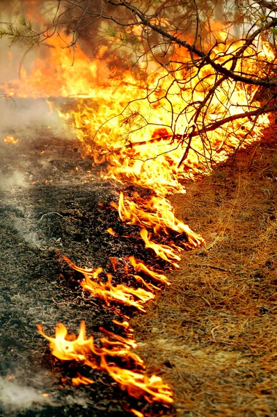 Feuer im Wald — Stockfoto