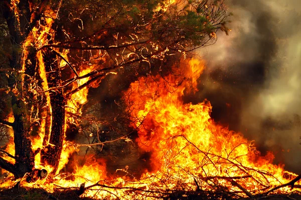 Queimando árvores em incêndios florestais — Fotografia de Stock
