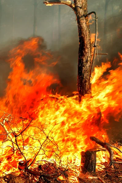 Brinnande träd i skogsbränder — Stockfoto