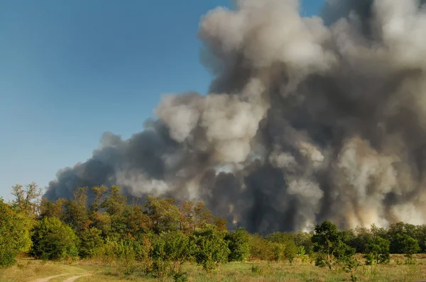 Emergência Fumaça Lenha Ardente Que Eleva Acima Das Árvores Intocadas — Fotografia de Stock