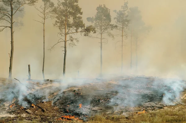 A fumaça através das árvores em incêndios florestais — Fotografia de Stock