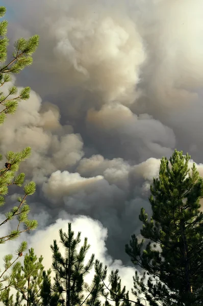 Notfall Rauch Aus Brennendem Holz Das Unberührt Über Den Bäumen — Stockfoto