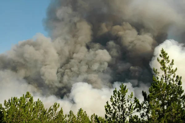 Humo de un incendio en el bosque —  Fotos de Stock