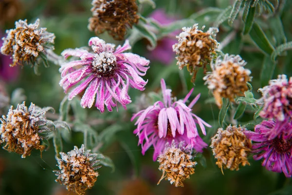 最初の霜で覆われた野原の花. — ストック写真