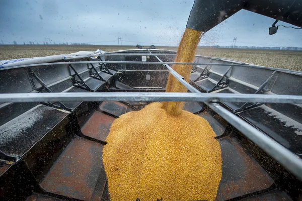 Mähdrescher wirft im abgeernteten Getreidewagen — Stockfoto