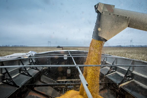 Combine throws in the harvested grain truck — Stock Photo, Image