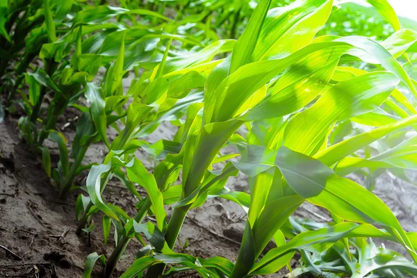 Junge Maiskeime Mit Frischen Grünen Blättern Auf Dem Feld Des — Stockfoto