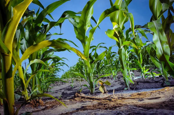 Young shoots and leaves of corn at a farmers field — Stock Photo, Image