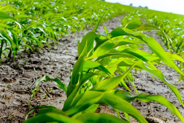 Fiatal kukorica hajtások a friss zöld leveleket, a farmer Field — Stock Fotó