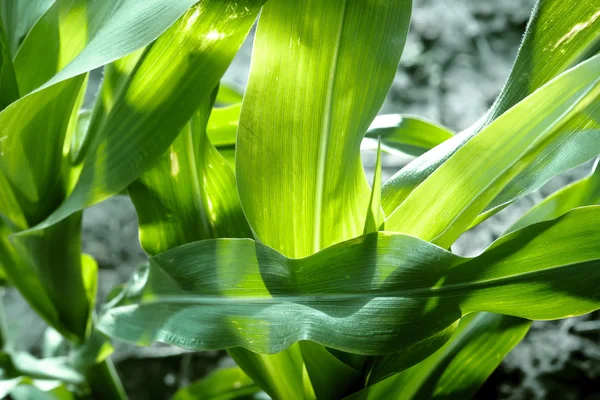 Молоді Пагони Листя Кукурудзи Фермерському Полі — стокове фото