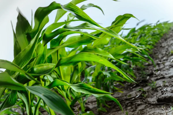 Young Corn Sprouts Fresh Green Leaves Farmer Field — Stock Photo, Image